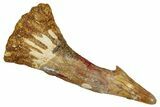 Fossil Sawfish (Onchopristis) Rostral Barb - Morocco #273316-1